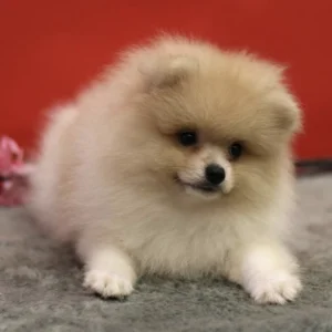 Pomeranian